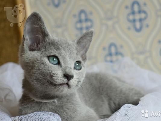 PoulaTo: Russian blue kitten for sale 90Euro